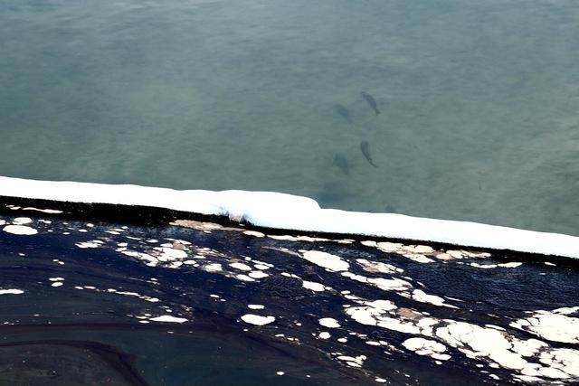 Derdhja masive e naftës në Kalifroninë Jugore(Xinhua)