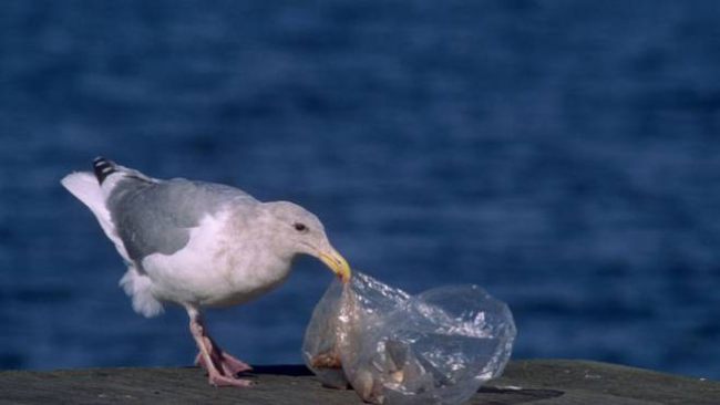 Zogjtë të rrezikuar nga plastika në brigjet e deteve