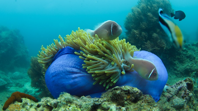 Foto: Peshq dhe anemona në një fermë detare rreth ishullit Wuzhizhou në Sanya të provincës Hainan të Kinës Jugore, 28 maj 2020(Xinhua)