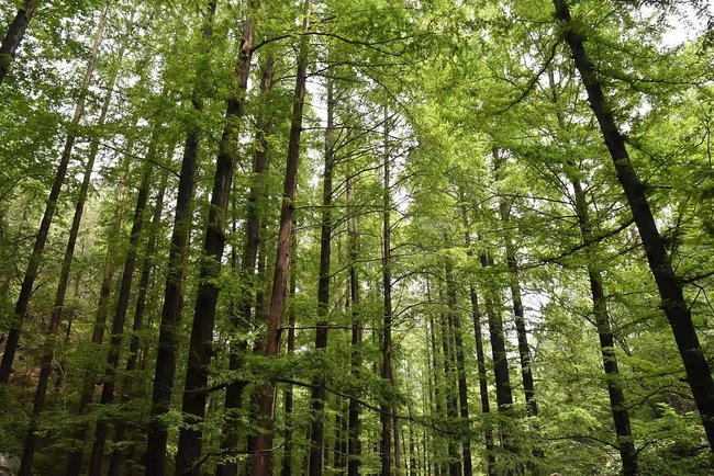 Pylli i metasekuojës në Kopshtin Botanik Kombëtar të Kinës./ CFP