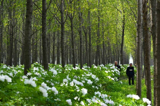 Foto: Bujqit kontrollojnë rritjen e luleve të bozhures në pyje, fshati Huangtun, Heze, Provinca Shandong, Kinë, 15 prill 2022(Foto:Xinhua)