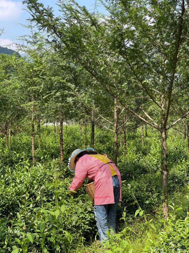 Foto 12: Vesničanka sbírá čajové listy pod stromy tisů