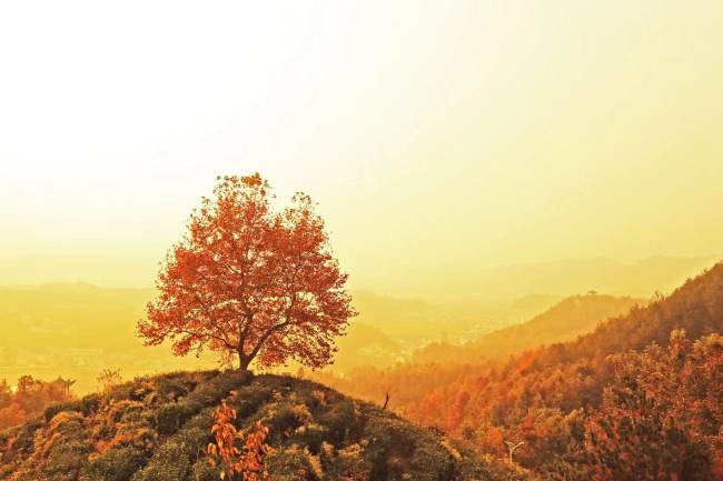 Foto 9: Hory Fénix na podzim, červené javory v horách jsou jako oheň