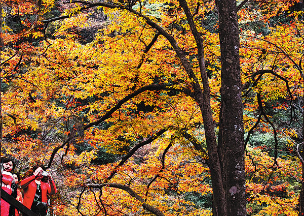 Podzimní listí v horách Guangwu přitahuje návštěvníky z celé země. [Fotografii poskytl Deník China Daily]