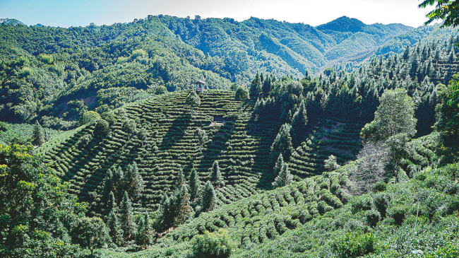 Na snímku jsou zelené čajové plantáže na terasovitých polích v Liubao. [Fotografii poskytl deník China Daily.]