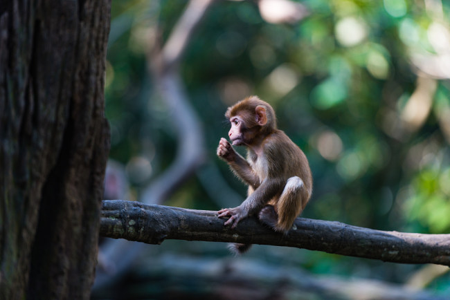 Snímek: Opice v Národním parku řeky Sun v Pu'eru v provincii Yunnan v Číně. /CFP