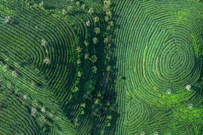 Na snímku je letecký pohled na čajové plantáže v provincii Guizhou. Fotografie: CFP