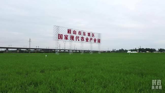 Standardní demonstrační model zemědělské půdy na nejvyšší úrovni ve vesnici Yongfeng. Fotografie: Reportér Čínské ústřední televize (CCTV) Li Bing (Li Ping)