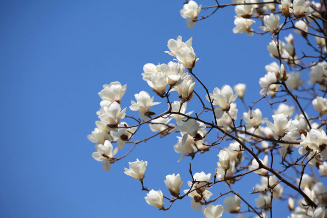 Photo montrant des magnolias en pleine floraison à Nanjing, capitale de la province du Jiangsu (est de la Chine), le 10 mars 2022.