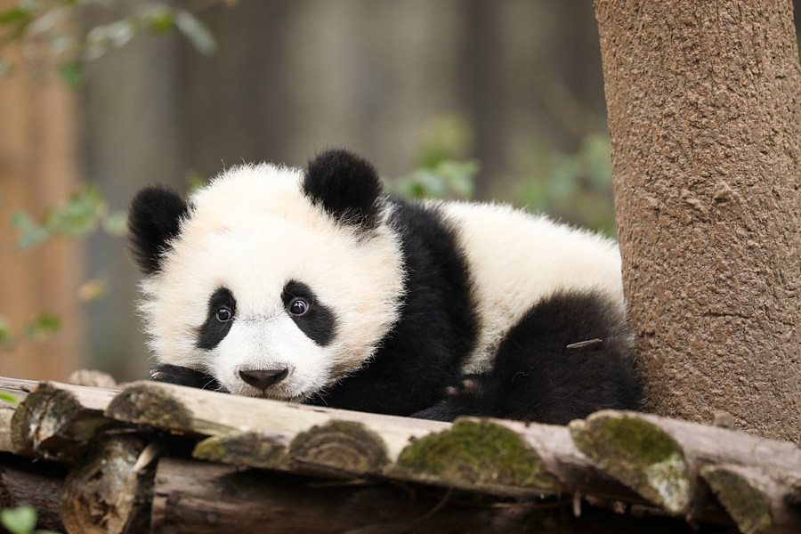 Chengdu Das fröhliche Leben der Pandabären