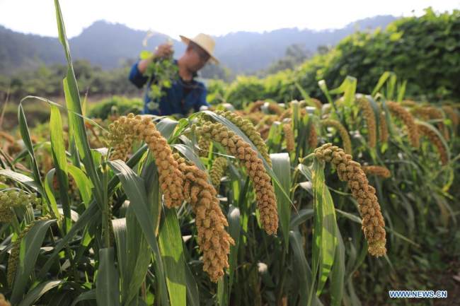 Ένας αγρότης εργάζεται στο χωράφι του στην κομητεία Τσιενσί του Τανγκσάν, στην επαρχία Χεμπέι της βόρειας Κίνας. 