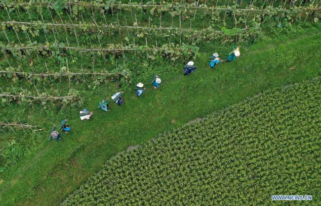 Η εναέρια φωτογραφία που τραβήχτηκε στις 23 Αυγούστου 2021 δείχνει αγρότες να μαζεύουν κολοκύθες στην κομητεία Νταντζάι, στην επαρχία Γκουιτζόου της νοτιοδυτικής Κίνας.