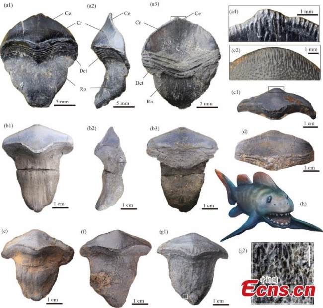 Αυτή η φωτογραφία αναπαράγει τα απολιθώματα των δοντιών του petalodus που ανακαλύφθηκαν στην κατώτερη Περμιακή περίοδο (Cisuralian) στην πόλη Γιανγκτσουάν, επαρχία Σανσί. (Η φωτογραφία παρέχεται από το Ινστιτούτο Σπονδυλωτής Παλαιοντολογίας και Παλαιοανθρωπολογίας)