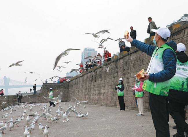 Εθελοντές συμμετέχουν στην προστασία των πουλιών στο Λουτζόου, στην επαρχία Σιτσουάν. (Η φωτογραφία παρέχεται στην China Daily)