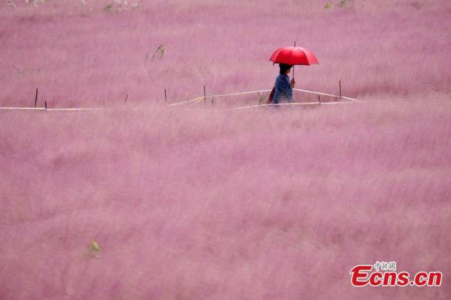 Η φωτογραφία δείχνει μια γυναίκα να περπατά σε ένα χωράφι με ροζ γρασίδι (muhlenbergia capillaris) στην πόλη Ναντζίνγκ, πρωτεύουσα της επαρχίας Τζιανγκσού της ανατολικής Κίνας, 12 Οκτωβρίου 2021. Τα πυκνά χόρτα δημιουργούν ροζ ομίχλη προσελκύοντας πολλούς τουρίστες. (Φωτογραφία/ China News Service)