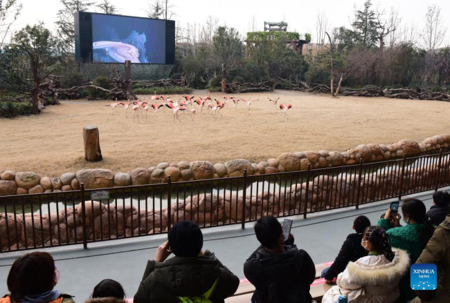 Τουρίστες κοιτούν τα φλαμίνγκο σε ένα πάρκο με θέμα τα ζώα στο Τζενγκτζόου, στην επαρχία Χενάν της κεντρικής Κίνας, 2 Ιανουαρίου 2022. (Xinhua/Zhu Xiang)