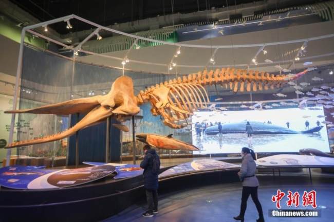 Η φωτογραφία που τραβήχτηκε στις 11 Ιανουαρίου 2022 δείχνει τον σκελετό μιας σπερματοφάλαινας στο Μουσείο Υγροβιότοπου της Κίτρινης Θάλασσας στην πόλη Γιαντσένγκ, στην επαρχία Τζιανγκσού. (Φωτογραφία: China News Service)