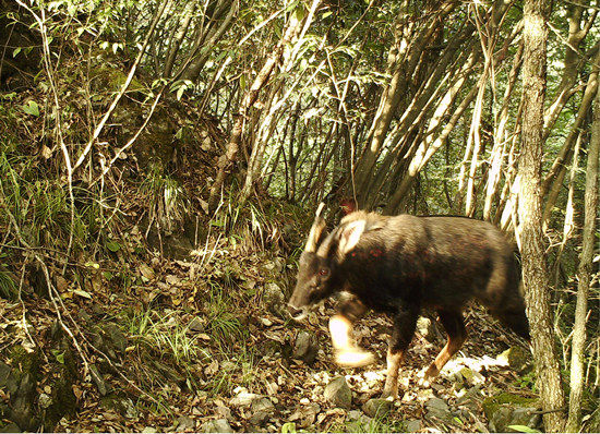 Στην φωτογραφία φαίνεται ένα κινέζικο σερόου, ένα εθνικό προστατευόμενο άγριο ζώο δεύτερου επιπέδου. (Η φωτογραφία προσφέρεται από το Εθνικό Φυσικό Καταφύγιο Huping Mountain)