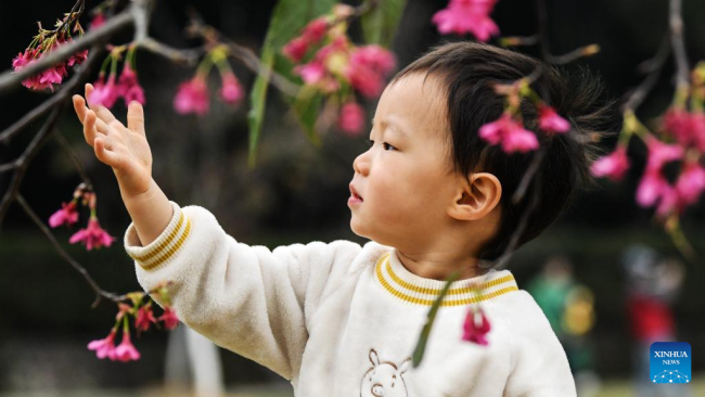Ένα παιδί χαίρεται τα λουλούδια κερασιάς σε ένα δασικό πάρκο στο Νανίνγκ, στην αυτόνομη περιοχή Γκουανσί Τζουάνγκ της Νότιας Κίνας, 26 Φεβρουαρίου 2022. (Xinhua/Zhang Ailin)