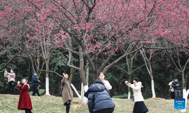 Απολαμβάνοντας τα άνθη κερασιάς σε ένα δασικό πάρκο στο Νανίνγκ, στην αυτόνομη περιοχή Γκουανσί Τζουάνγκ της νότιας Κίνας, 26 Φεβρουαρίου 2022. (Xinhua/Zhang Ailin)