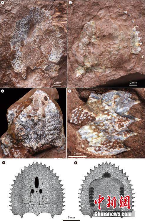 Απολιθώματα και ανακατασκευή ενός από τα δύο είδη που ανακαλύφθηκαν στο Γουνίνγκ της επαρχίας Τζιανγκσί. (Η φωτογραφία παρέχεται στην υπηρεσία China News Service)