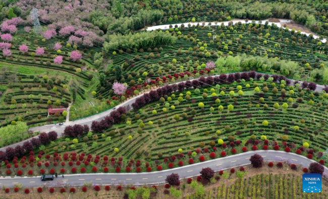 Αεροφωτογραφία που τραβήχτηκε στις 4 Απριλίου 2022 δείχνει έναν κήπο τσαγιού (茶园: Cháyuán) στην κομητεία Πινγκλί, στην επαρχία Σαανσί της βορειοδυτικής Κίνας. [Φωτογραφία/Xinhua]