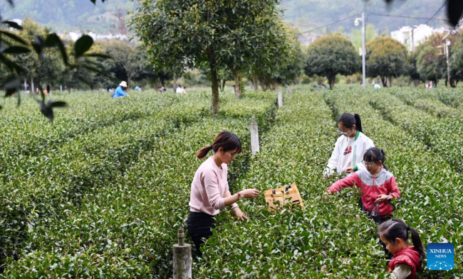 Οι τουρίστες (游客: yóukè) μαζεύουν φύλλα τσαγιού (茶叶: cháyè) στην επαρχία Πίνγκλι, στην επαρχία Σαανσί της βορειοδυτικής Κίνας, 4 Απριλίου 2022.