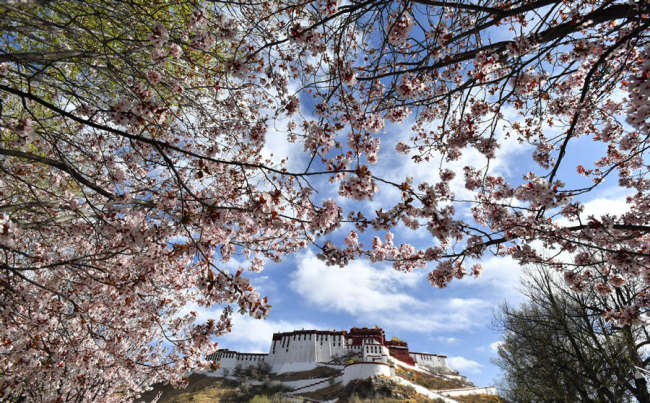 Μια φωτογραφία που τραβήχτηκε στις 31 Μαρτίου δείχνει άνθη γύρω από το παλάτι Ποτάλα στη Λάσα, στην Αυτόνομη Περιοχή του Θιβέτ. [Φωτογραφία/Xinhua]
