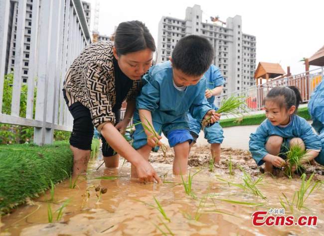 Παιδάκια αποκτούν πρακτική γνώση για τη μεταφύτευση δενδρυλλίων ρυζιού υπό την καθοδήγηση δασκάλων σε ένα νηπιαγωγείο στο Σινγιού, στην επαρχία Τζιανγκσί της ανατολικής Κίνας, 14 Απριλίου 2022. (Φωτογραφία: China News Service)