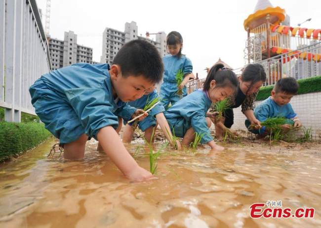 Παιδάκια βιώνουν τη μεταφύτευση δενδρυλλίων ρυζιού υπό την καθοδήγηση δασκάλων σε ένα νηπιαγωγείο στο Σινγιού, στην επαρχία Τζιανγκσί της ανατολικής Κίνας, 14 Απριλίου 2022. (Φωτογραφία: China News Service)
