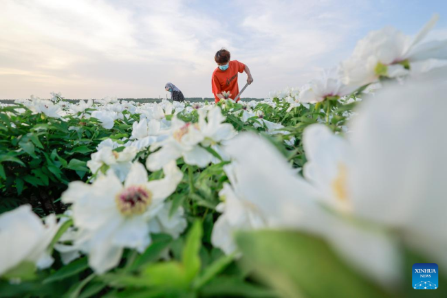 Αγρότης εργάζεται σε ένα αγρόκτημα παιώνιας την ημέρα της Λισιά, ή στις αρχές του καλοκαιριού, στην περιοχή Φενγκνάν, στην πόλη Τανγκσάν της επαρχίας Χεμπέι της βόρειας Κίνας, 5 Μαΐου 2022.