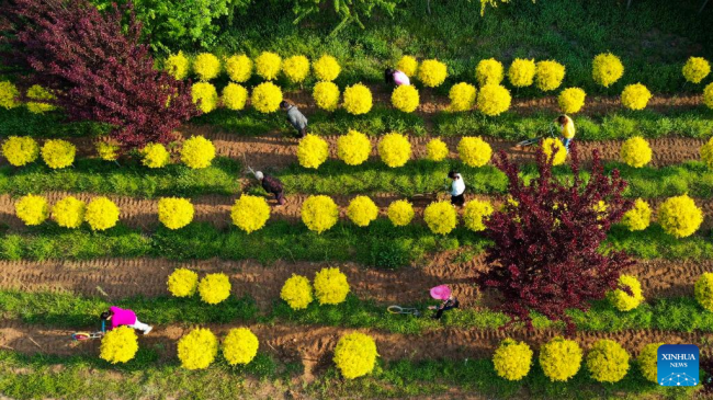 Αεροφωτογραφία που τραβήχτηκε στις 5 Μαΐου 2022, την ημέρα της Λισιά, ή την αρχή του καλοκαιριού, δείχνει αγρότες που εργάζονται σε ένα φυτώριο στην πόλη Ζουνχουά, στην επαρχία Χεμπέι της βόρειας Κίνας.