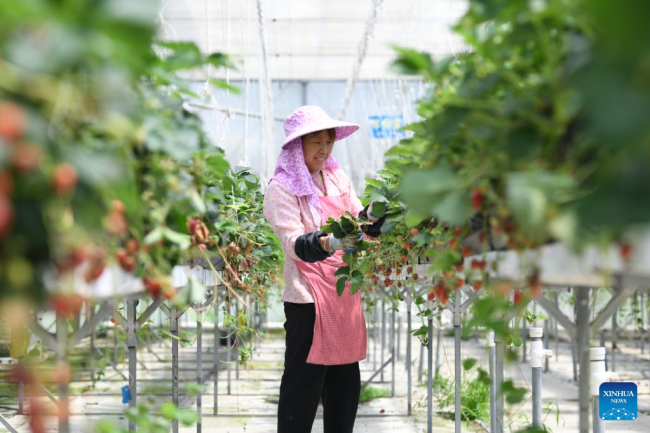 Ένας αγρότης εργάζεται σε ένα αγρόκτημα φράουλας την ημέρα της Λισιά, ή στις αρχές του καλοκαιριού, στο Φουτζόου, στην επαρχία Φουτζιέν της νοτιοανατολικής Κίνας, 5 Μαΐου 2022
