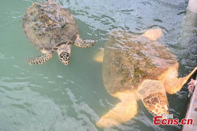Θαλάσσιες χελώνες στο Εθνικό Φυσικό Καταφύγιο Θαλάσσιας Χελώνας του Χουιντόνγκ στην επαρχία Γκουανγκντόνγκ της νότιας Κίνας, 18 Μαΐου 2022. (Φωτογραφία: China News Service)