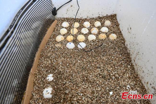Τα αυγά της χελώνας επωάζονται τεχνητά σε θερμοκοιτίδα στο Εθνικό Φυσικό Καταφύγιο Θαλάσσιας Χελώνας του Χουιντόνγκ στην επαρχία Γκουανγκντόνγκ της νότιας Κίνας, 18 Μαΐου 2022. (Φωτογραφία: China News Service)
