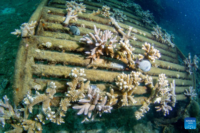 Η φωτογραφία που τραβήχτηκε στις 8 Ιουνίου 2022 δείχνει φυτεμένα κοράλλια στα νερά του νησιού Φεντζιετζόου της επαρχίας Χαϊνάν, στη νότια Κίνα. 