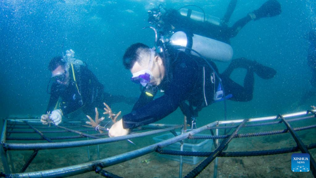 Ερευνητές μεταφυτεύουν κοράλλια στα νερά του νησιού Φεντζιετζόου της επαρχίας Χαϊνάν, νότια Κίνα, 7 Ιουνίου 2022. 