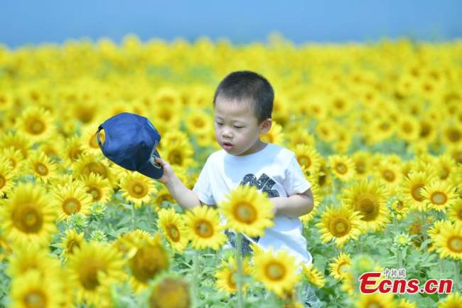 Ένα παιδί παίζει με ένα ανθισμένο ηλιοτρόπιο στο Χανγκτζόου, στην επαρχία Τζετζιάνγκ της ανατολικής Κίνας, 15 Ιουνίου 2022. 