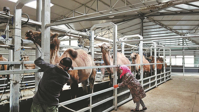 Bοσκοί φροντίζουν τις καμήλες τους σε μια φάρμα αναπαραγωγής στην περιοχή του Δεξιού Λαβάρου Αλσάα, στην αυτόνομη περιοχή της Εσωτερικής Μογγολίας. [Φωτογραφία/China Daily]