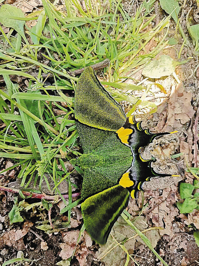 Μια αρσενική χρυσή πεταλούδα Kaiser-i-hind, Teinopalpus aureus, καταγράφεται στην κοιλάδα. [CHINA DAILY]