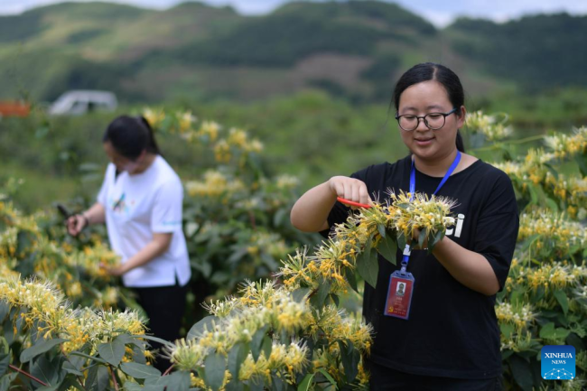 Μαζεύοντας αγιόκλημα σε μια βάση φυτειών στην κομητεία Σουιγιάνγκ της επαρχίας Γκουιτζόου της νοτιοδυτικής Κίνας, την 1η Ιουλίου 2022. 