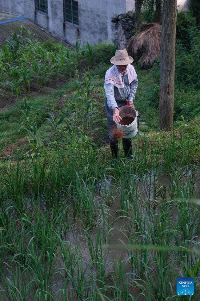 Στις 25 Ιουλίου ένας αγρότης δίνει τροφή στα ψάρια σε μια προστατευόμενη περιοχή συγκαλλιέργειας ρυζιού-ψαριού στην επαρχία Τσινγκτιέν, στην επαρχία Τζετζιάνγκ της ανατολικής Κίνας.