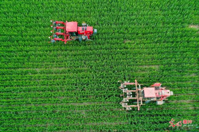 Στην φωτογραφία που τραβήχτηκε στις 12 Ιουλίου 2022 φαίνονται τα πάνω από 260.000 στρέμματα καλαμποκιού που φυτεύτηκαν στην κομητεία Λινζέ, της πόλη Τζανγκγέ της επαρχία Γκανσού στην βορειοδυτική Κίνα. (Φώτο/Guangming)
