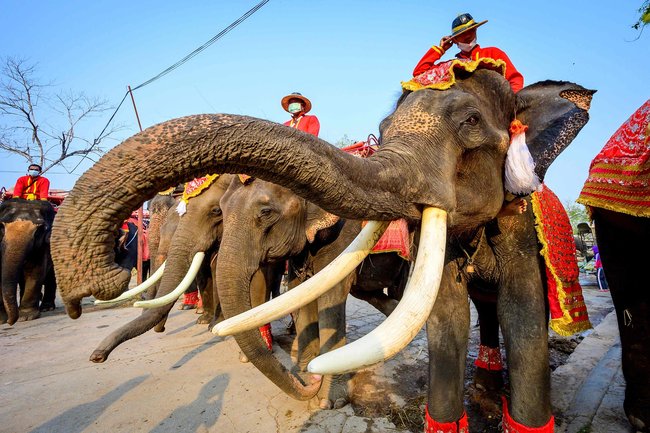 Mondjunk nemet az elefántcsont termékekre, az elefánt-előadásokra, és megvédjük az elefántok természeti környezetét