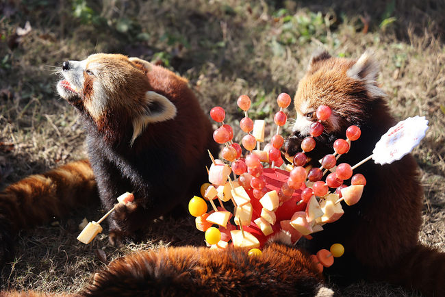Animais passam o inverno em ambiente aconchegante no parque de safári em Jiangsu