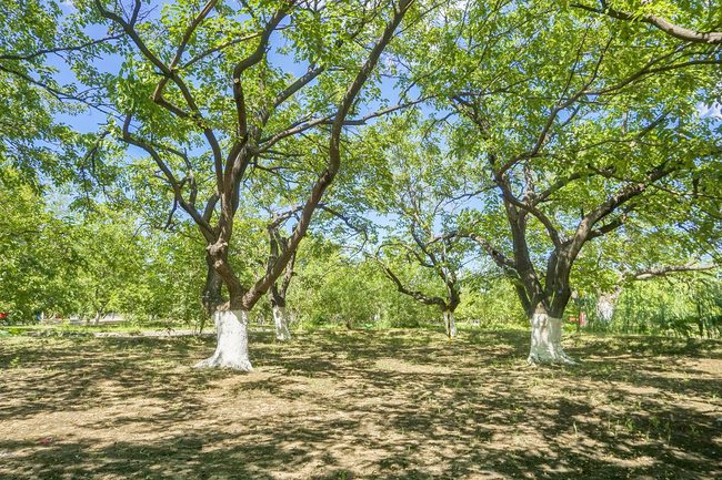 Livada cu duzi în plină vară