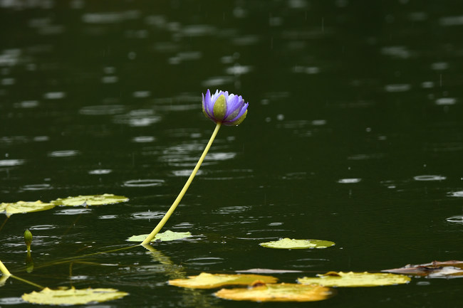 Nuferi, deschiși în ploaie