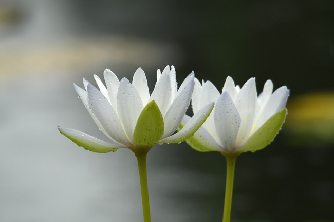 Nuferi, deschiși în ploaie