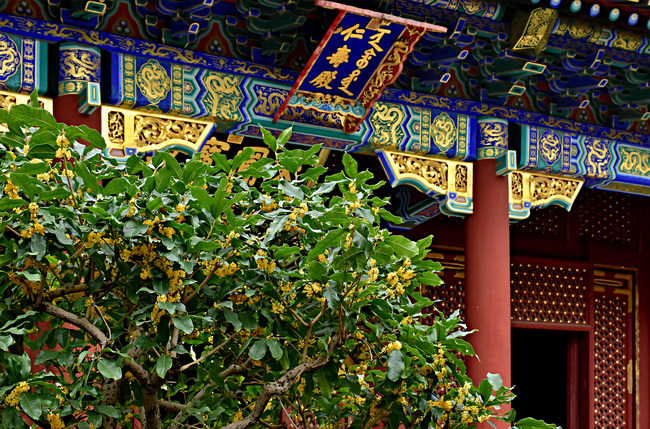 Florile Osmanthus fragrans înfloresc în Palatul de Vară