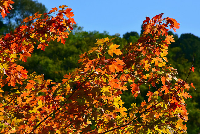Instantanee de toamnă în Colina Parfumată